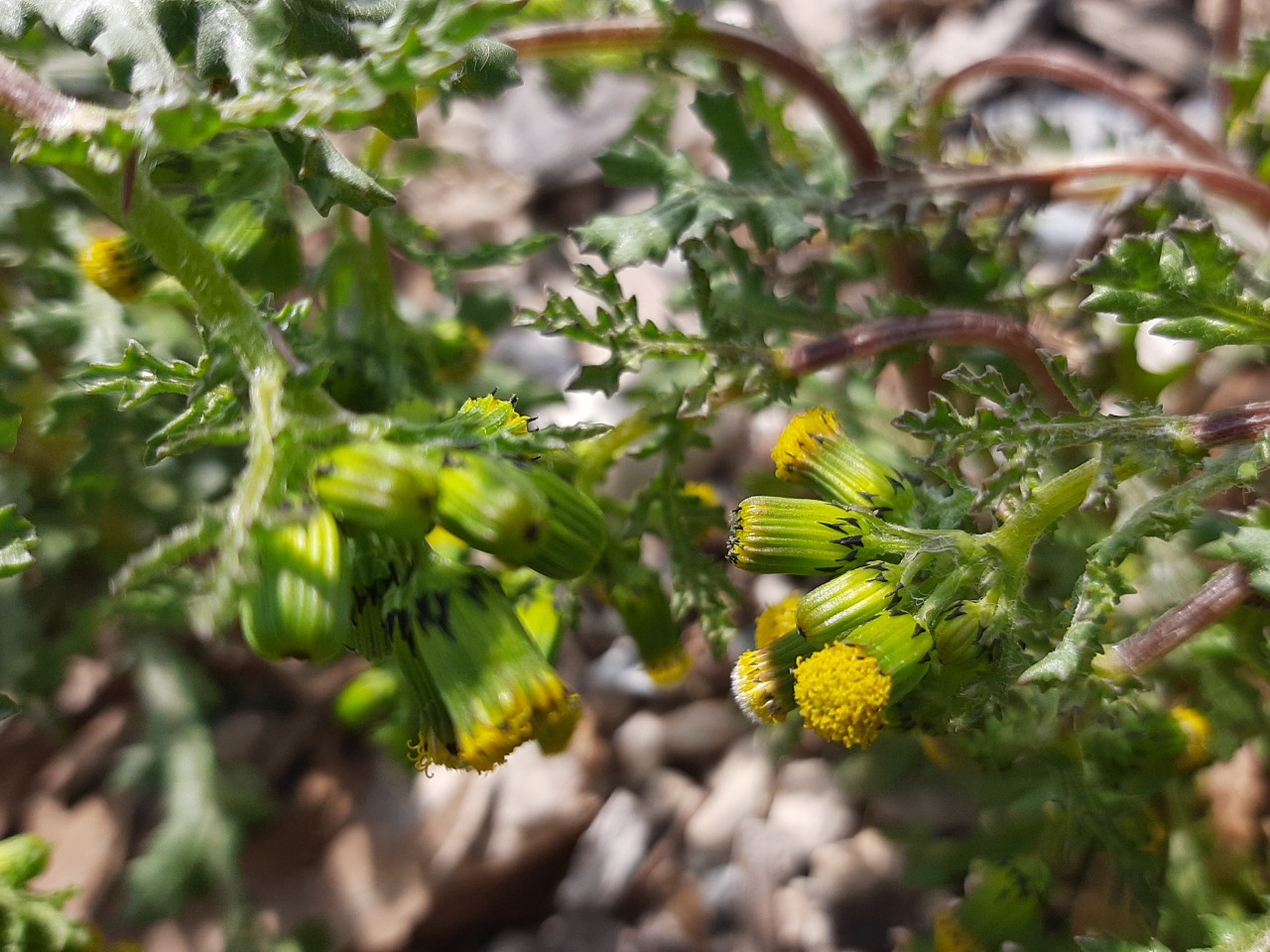 Senecio vulgaris