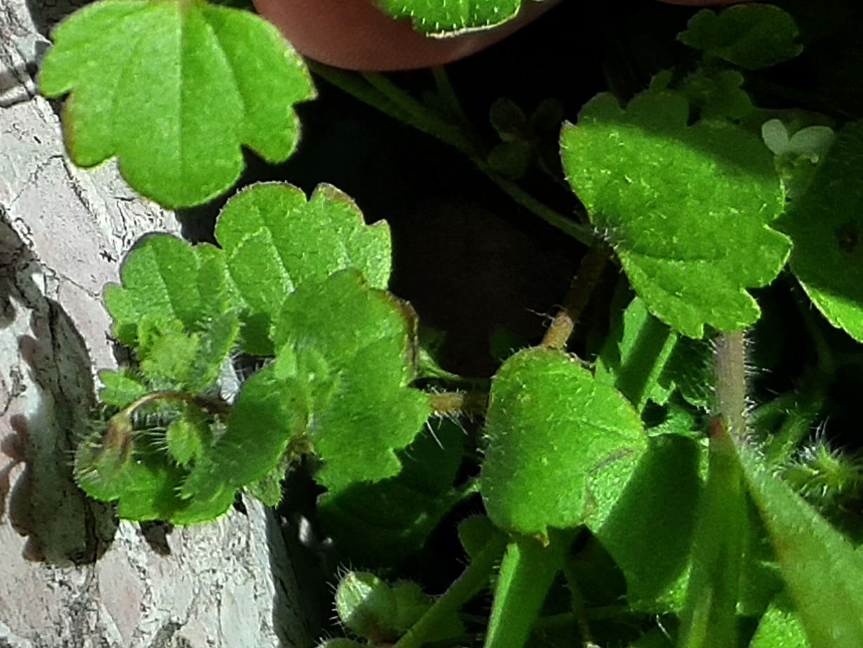 Veronica lycica