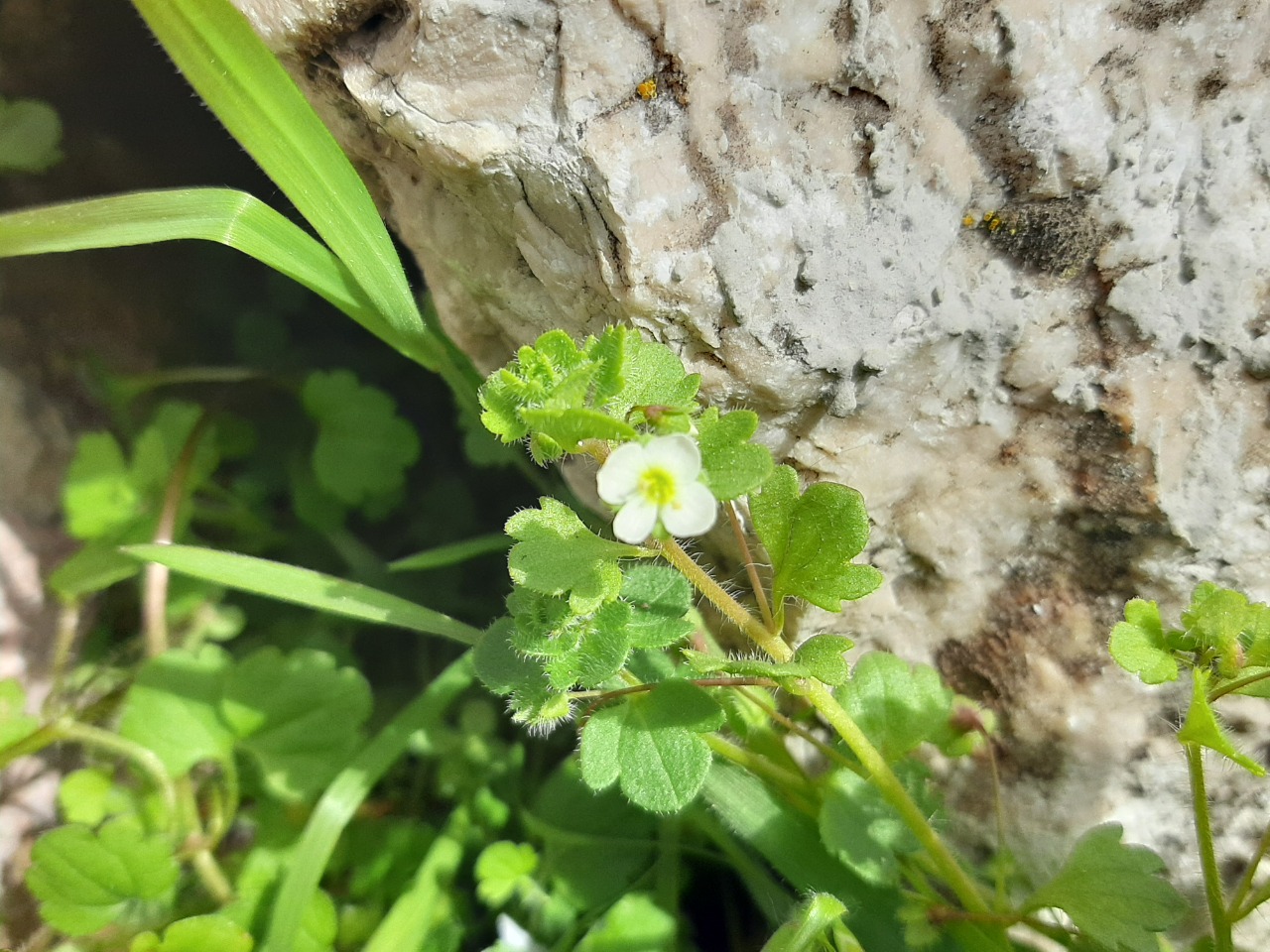 Veronica lycica