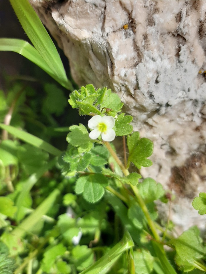 Veronica lycica