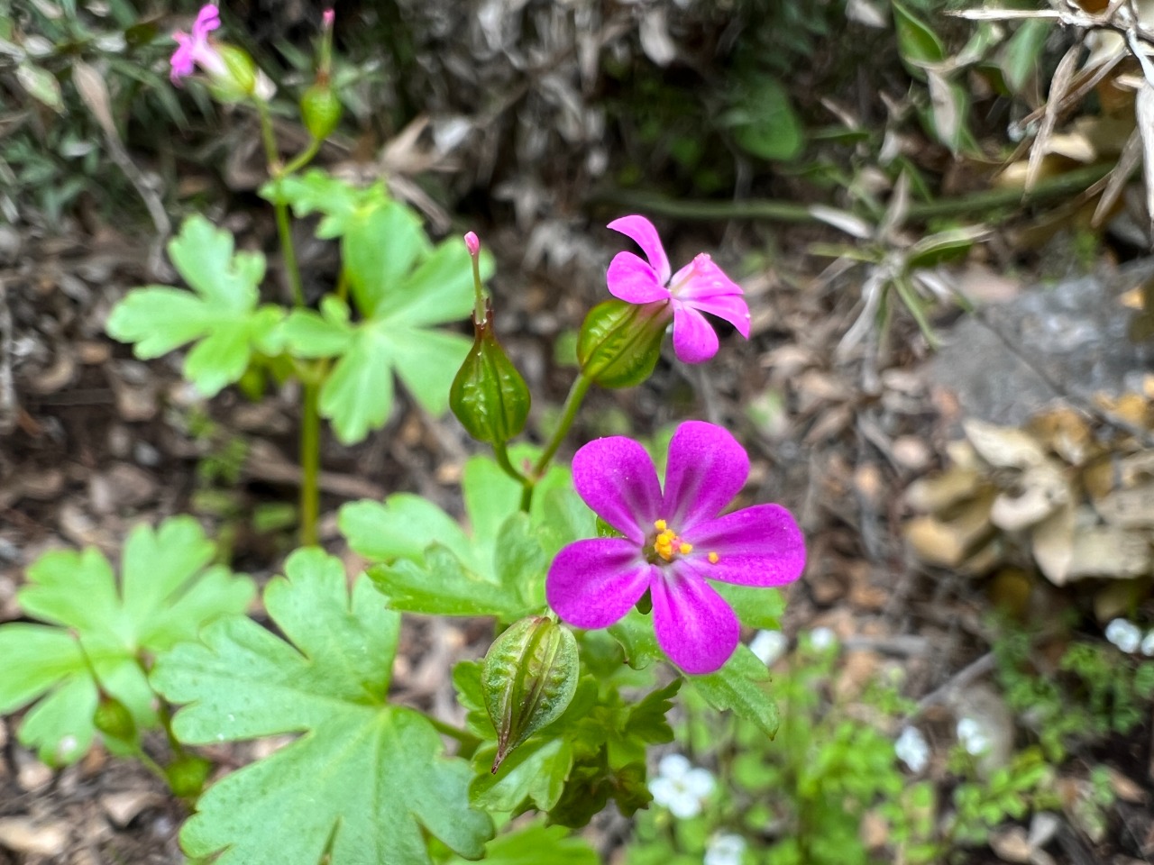 Geranium lucidum