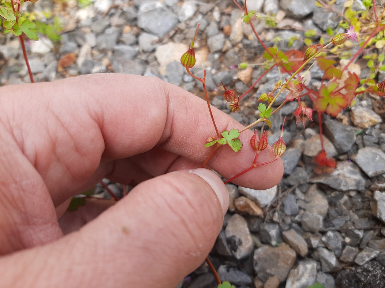 Geranium lucidum