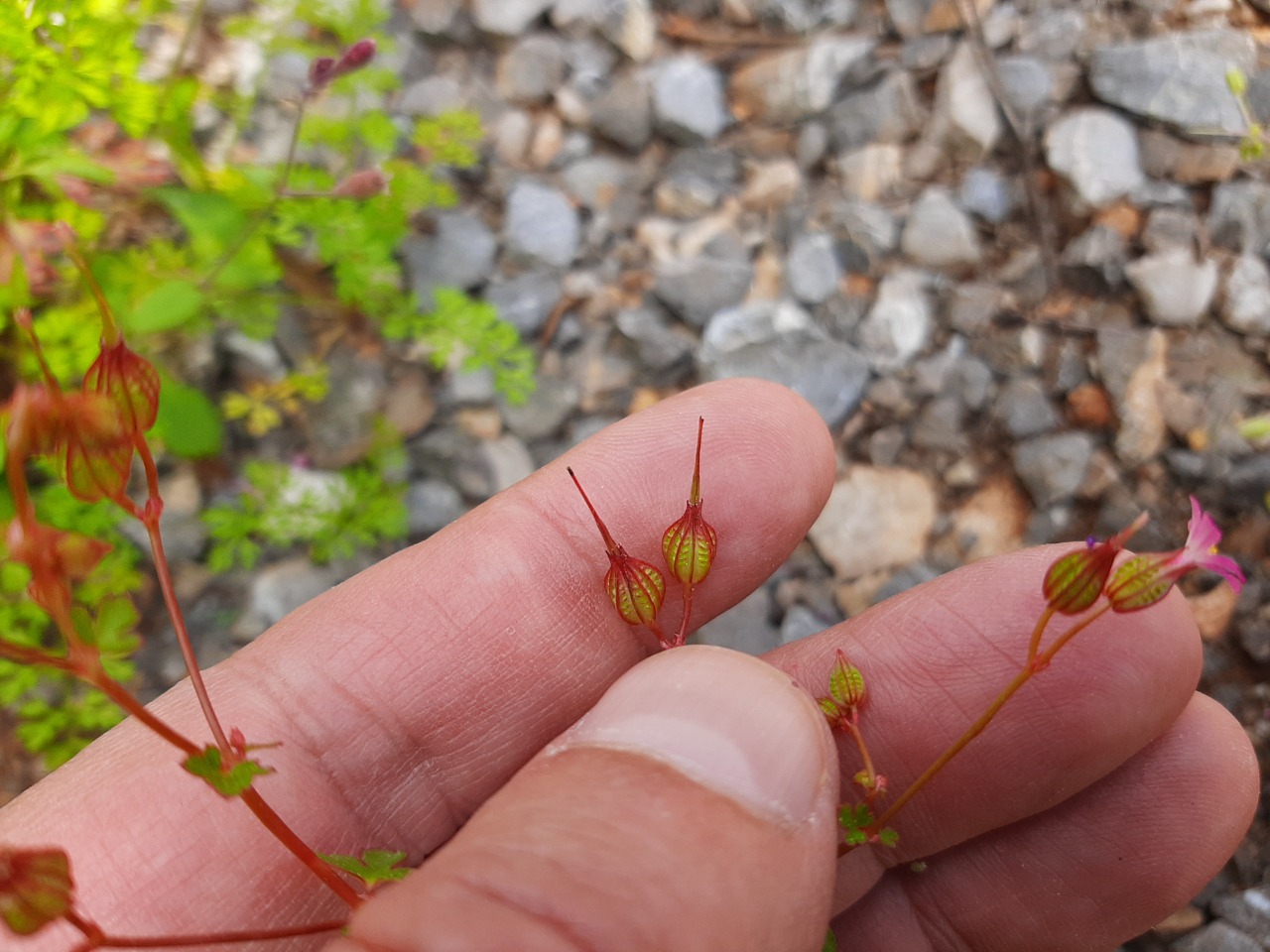 Geranium lucidum