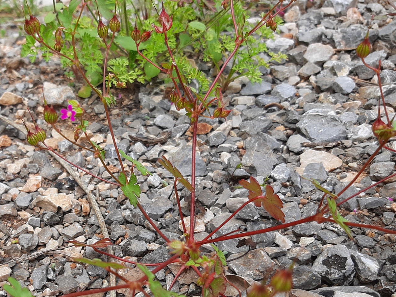 Geranium lucidum