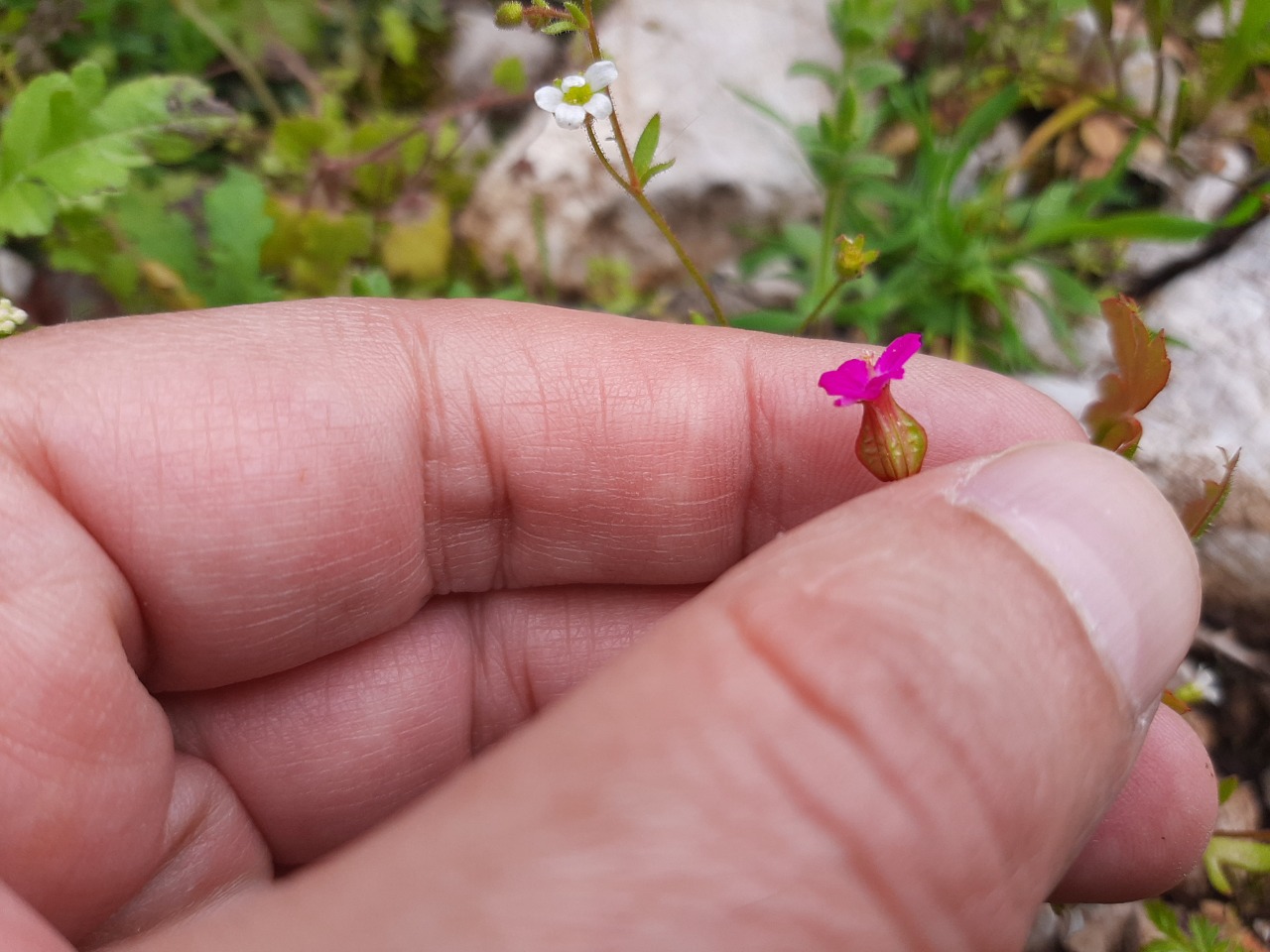 Geranium lucidum