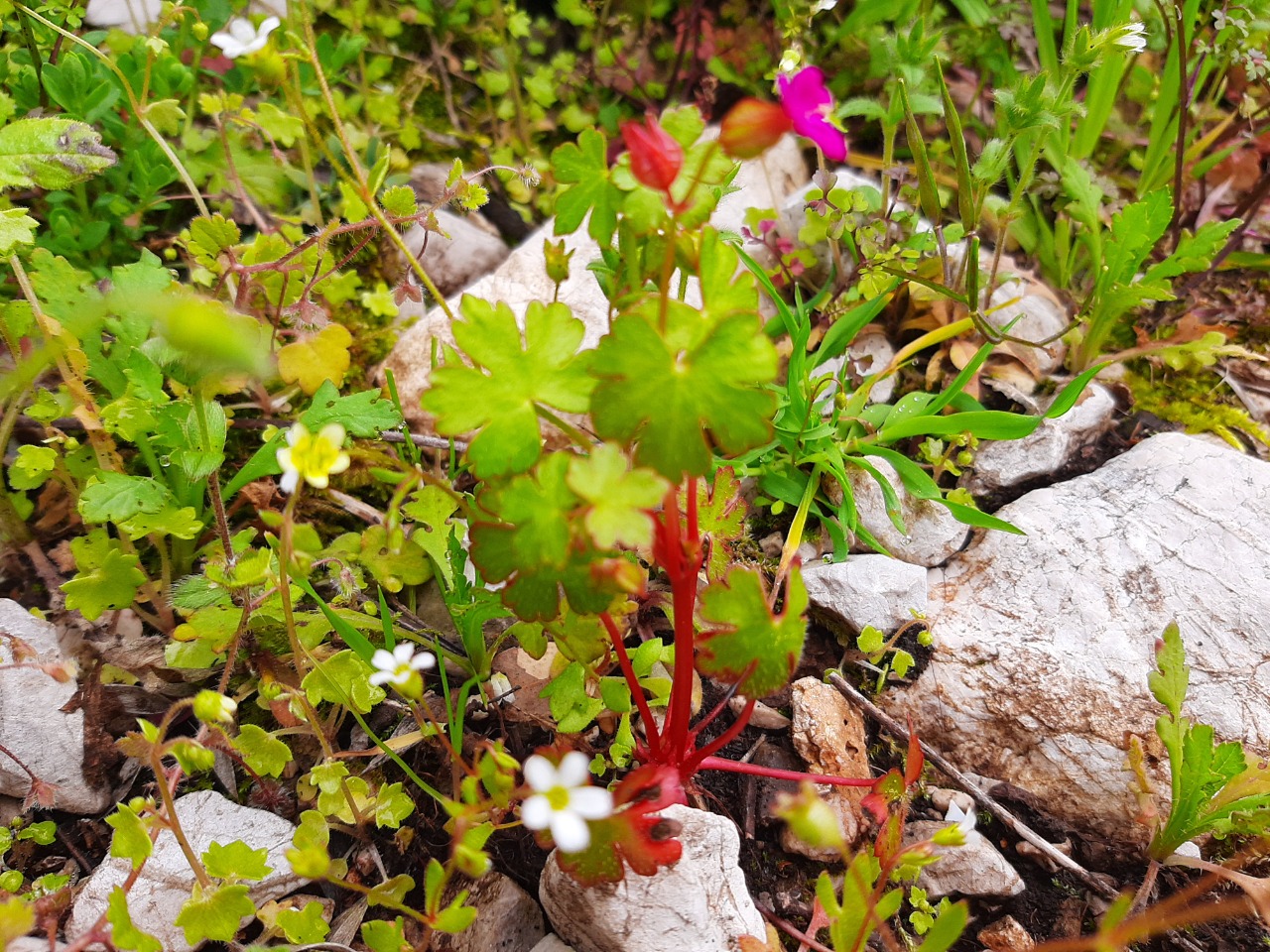 Geranium lucidum