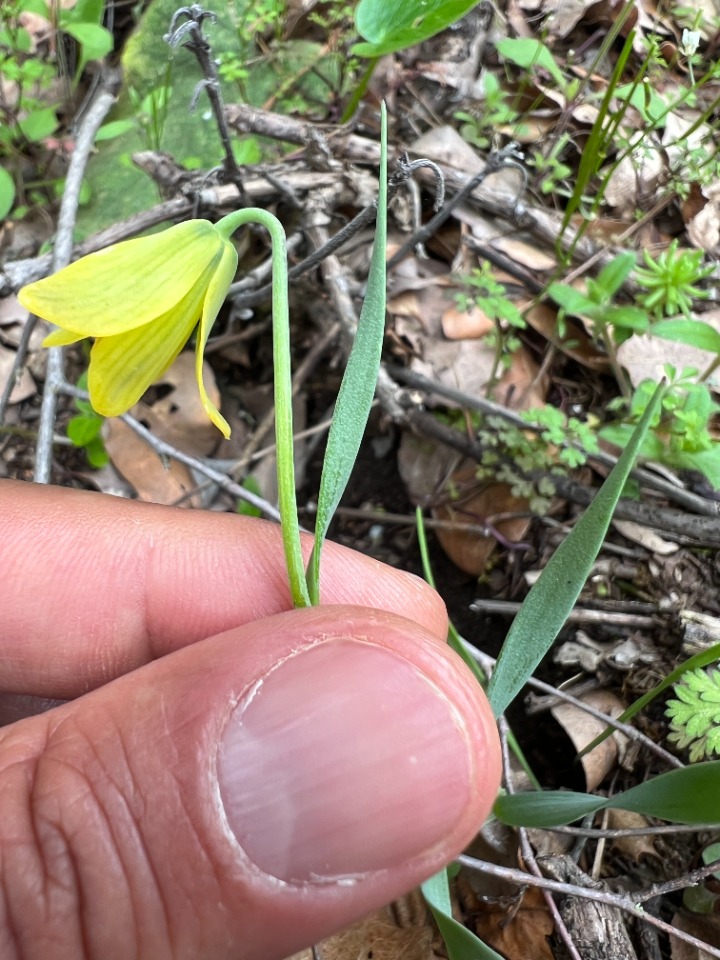 Fritillaria carica