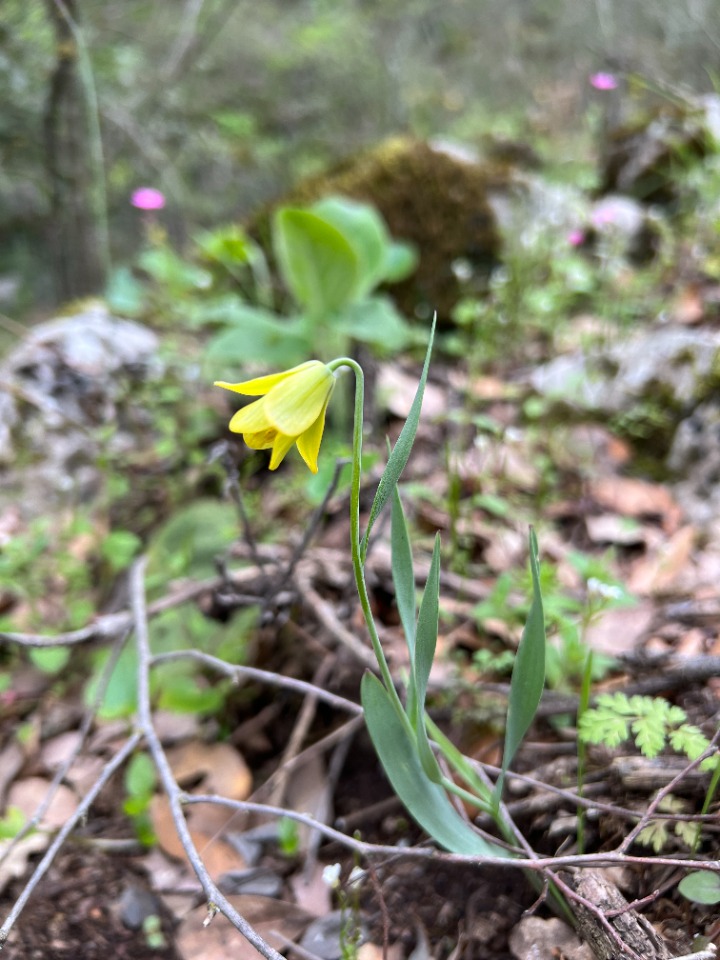 Fritillaria carica