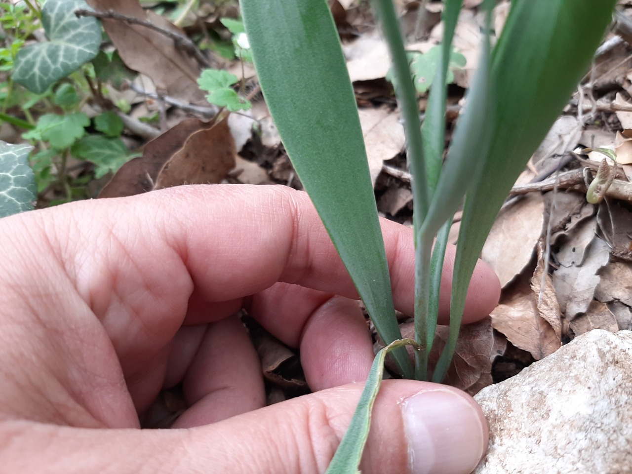 Fritillaria carica