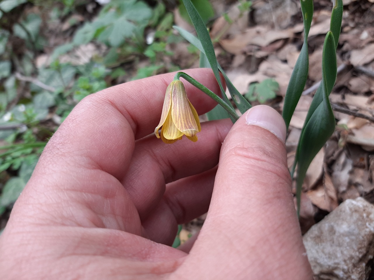 Fritillaria carica
