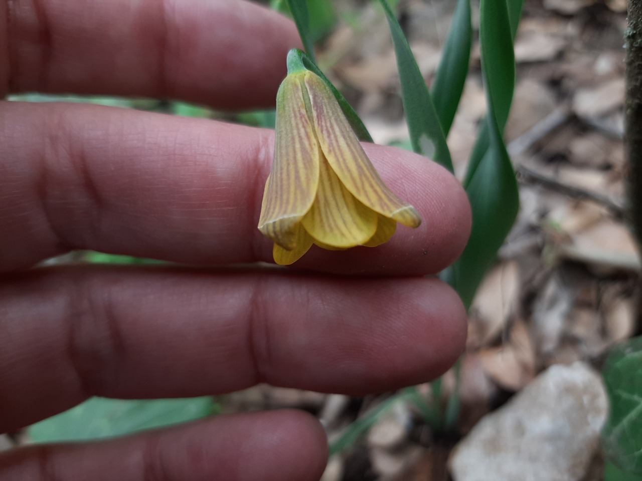 Fritillaria carica