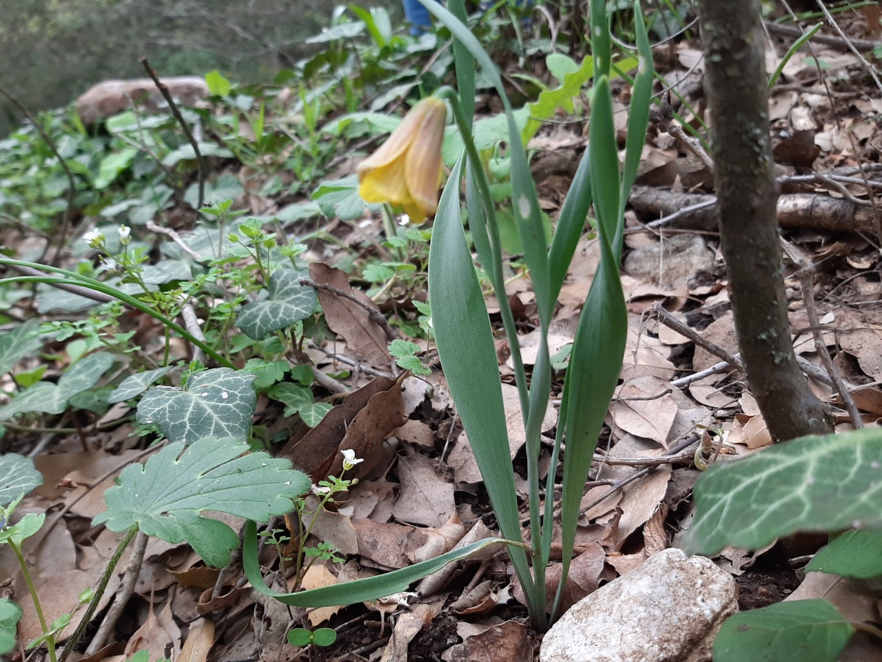 Fritillaria carica