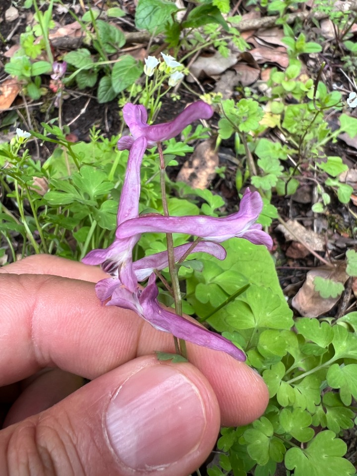 Corydalis solida