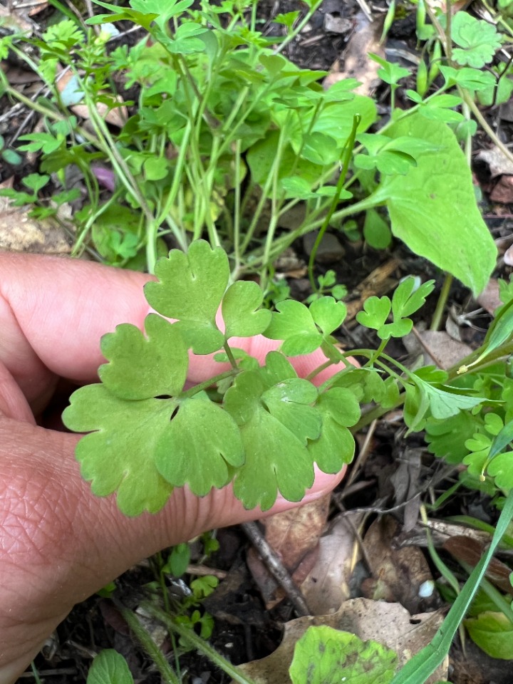 Corydalis solida