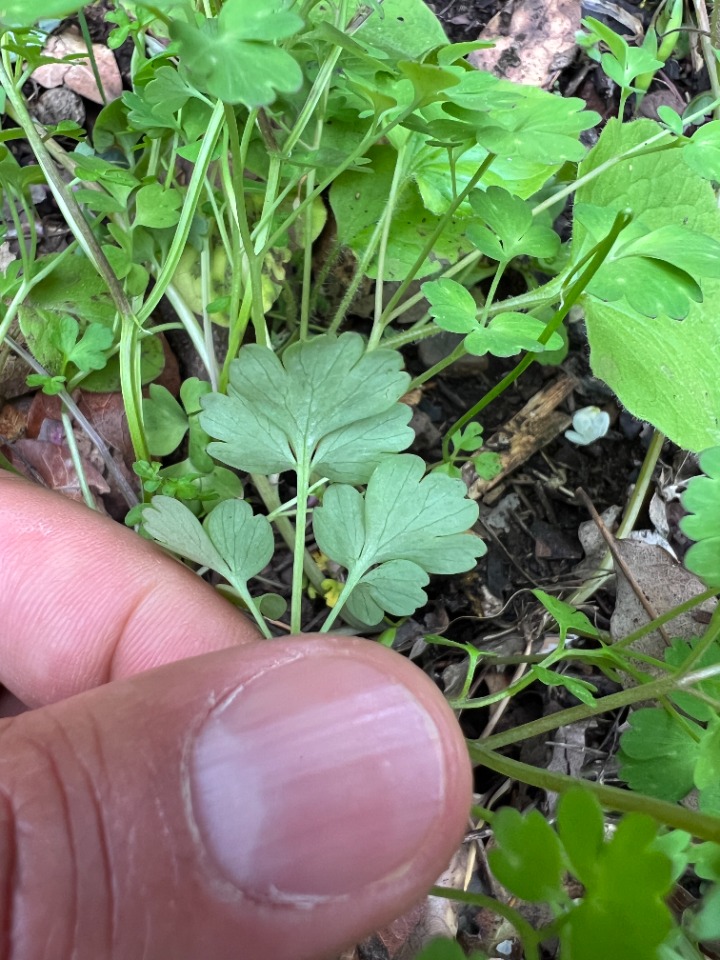 Corydalis solida