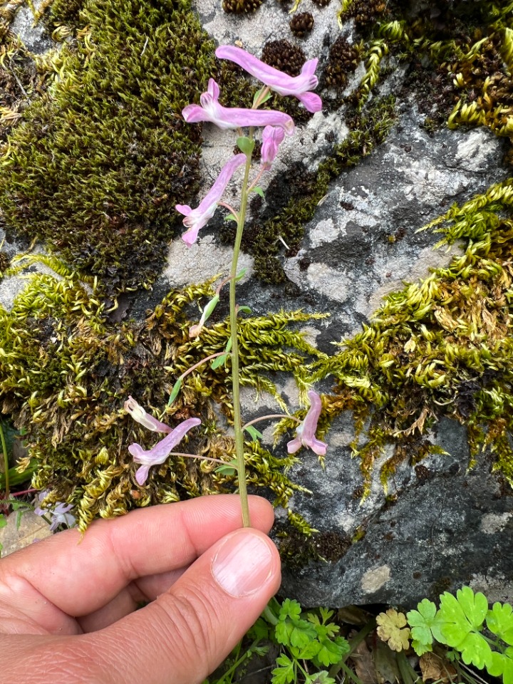 Corydalis solida