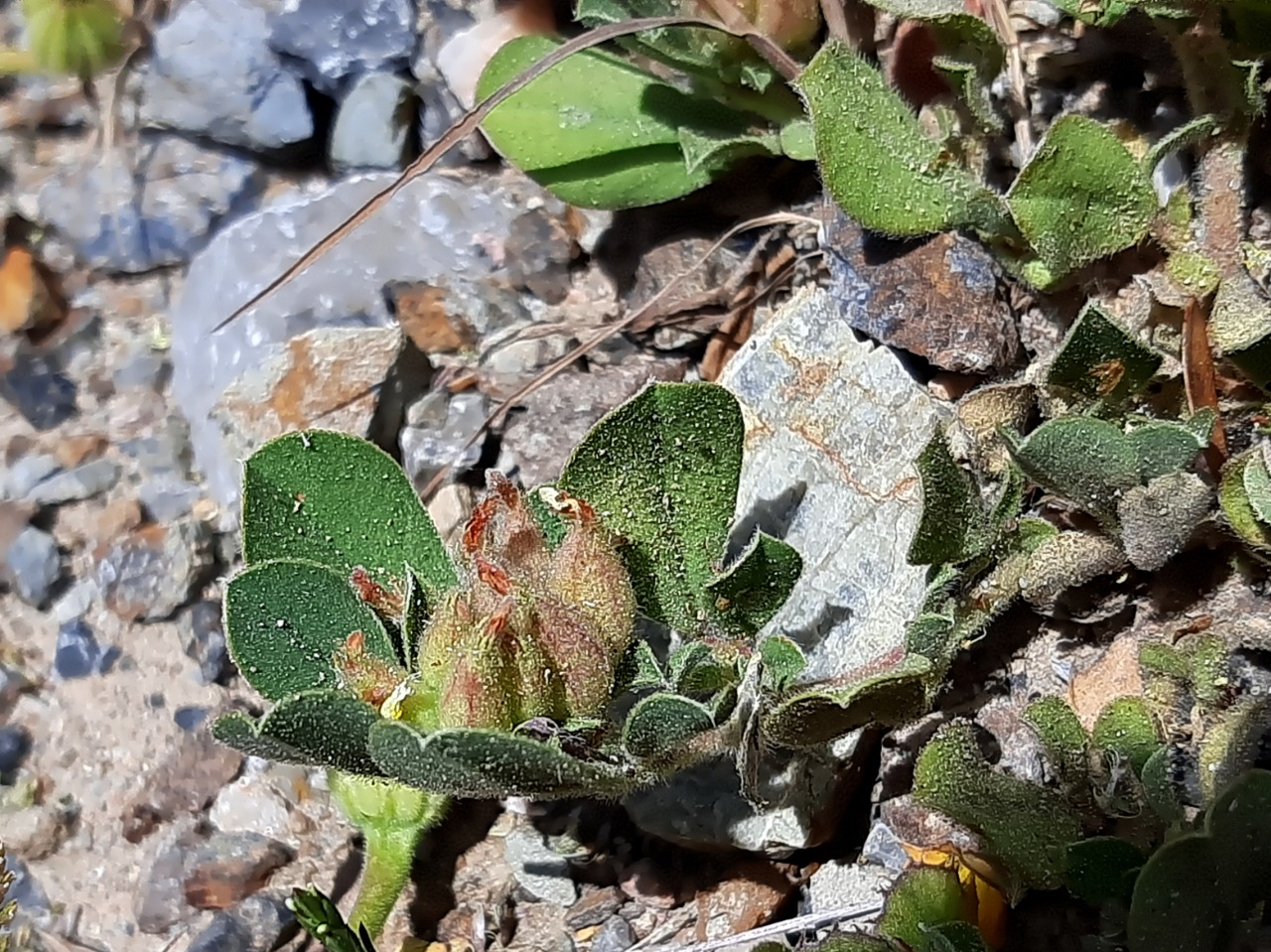 Tripodion tetraphyllum