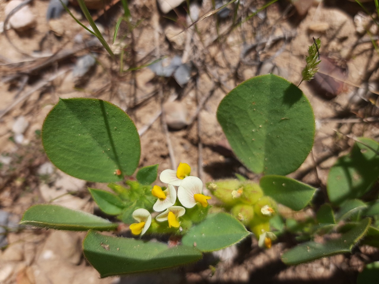 Tripodion tetraphyllum