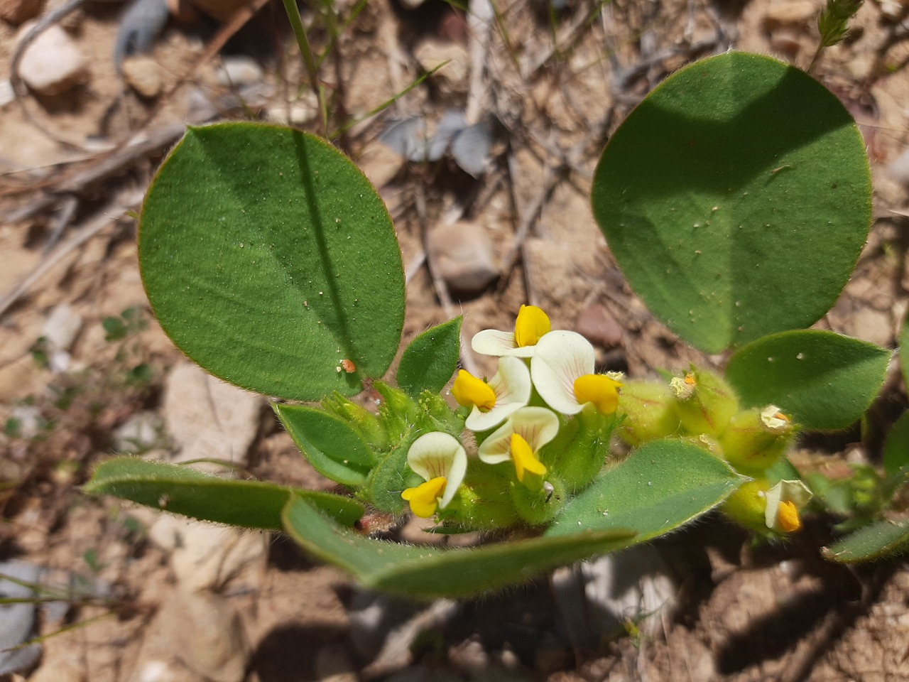 Tripodion tetraphyllum