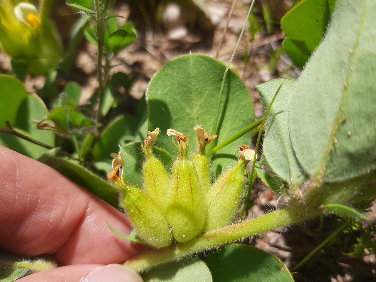 Tripodion tetraphyllum