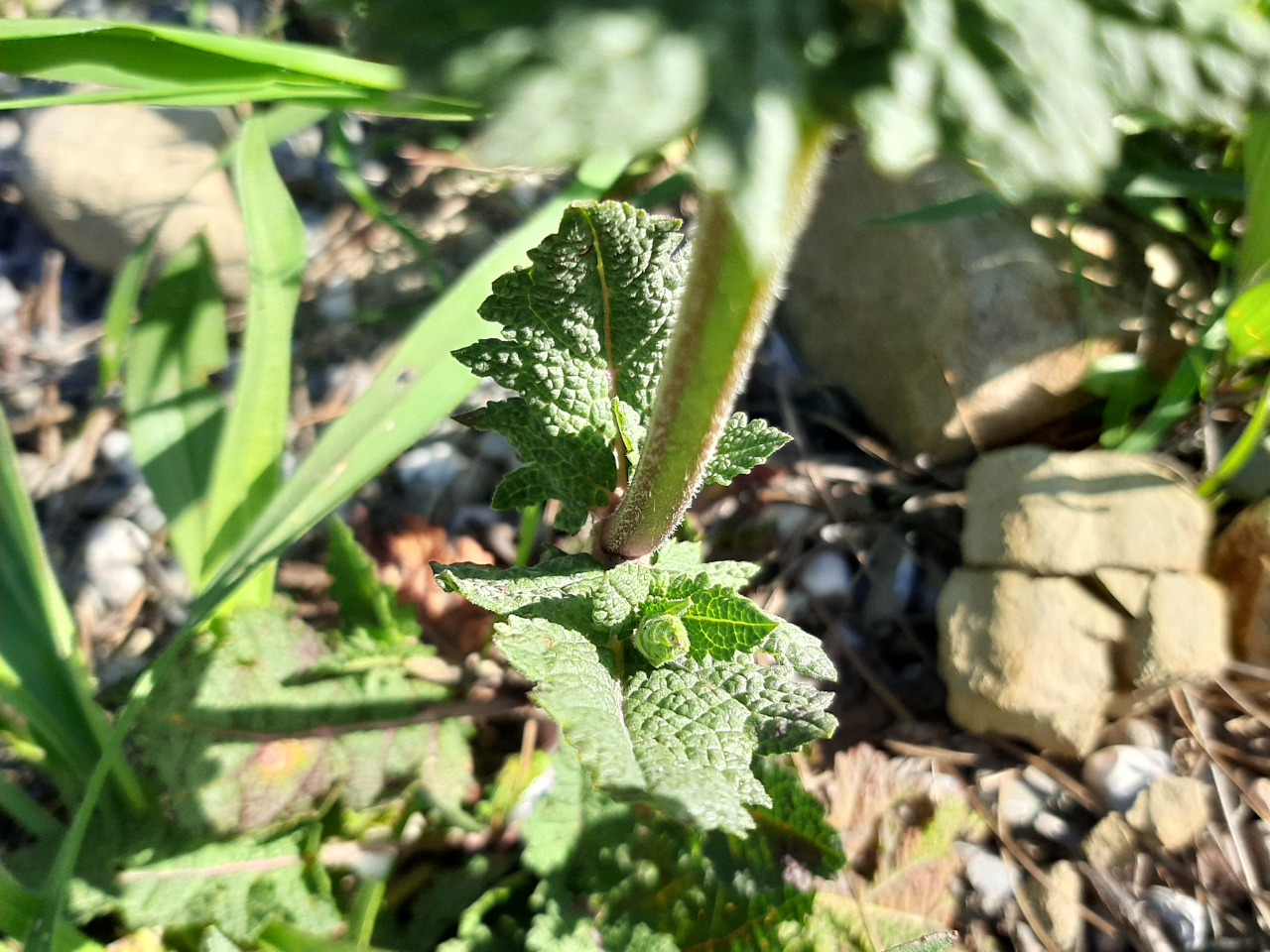 Salvia verbenaca