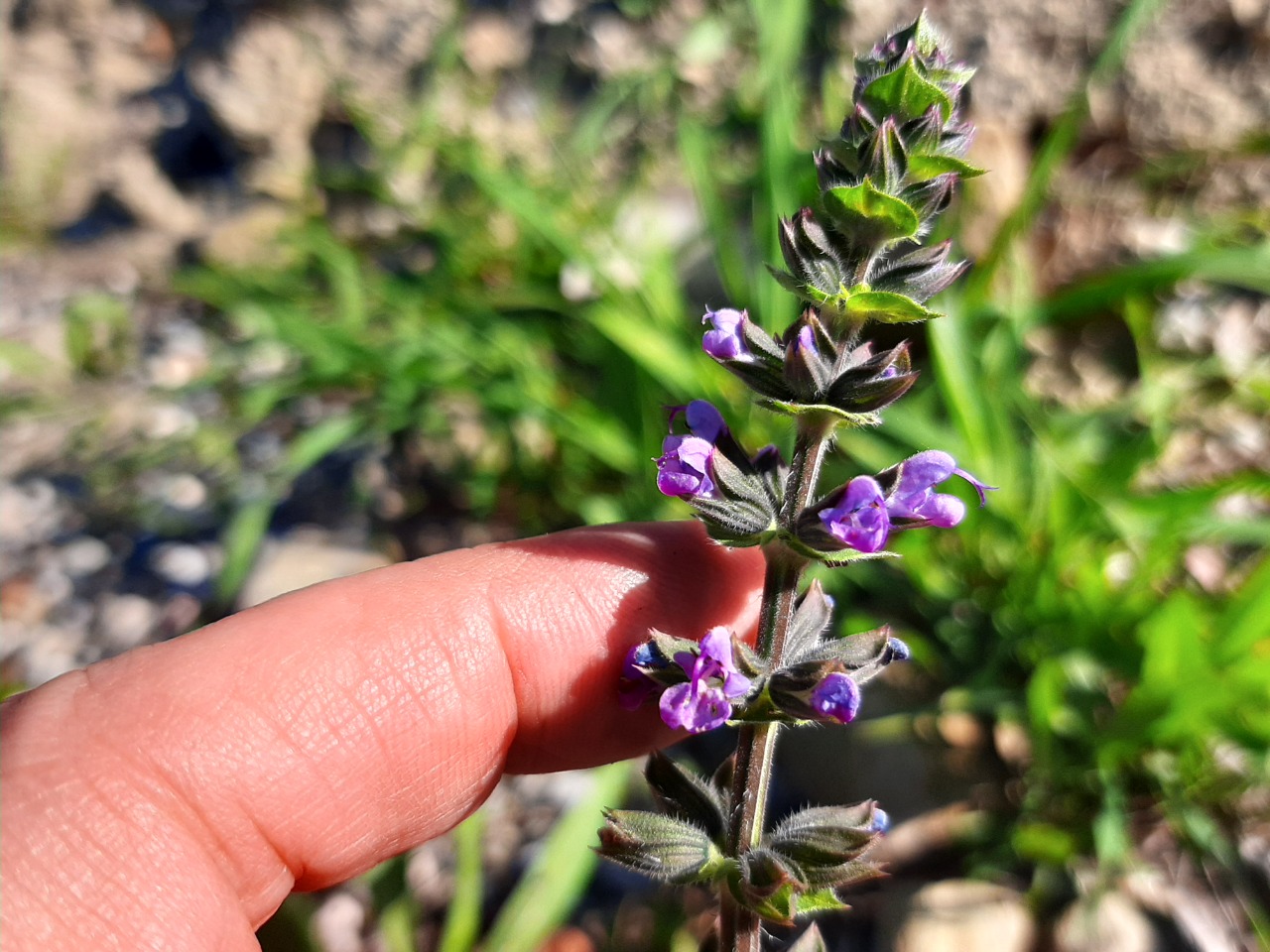 Salvia verbenaca