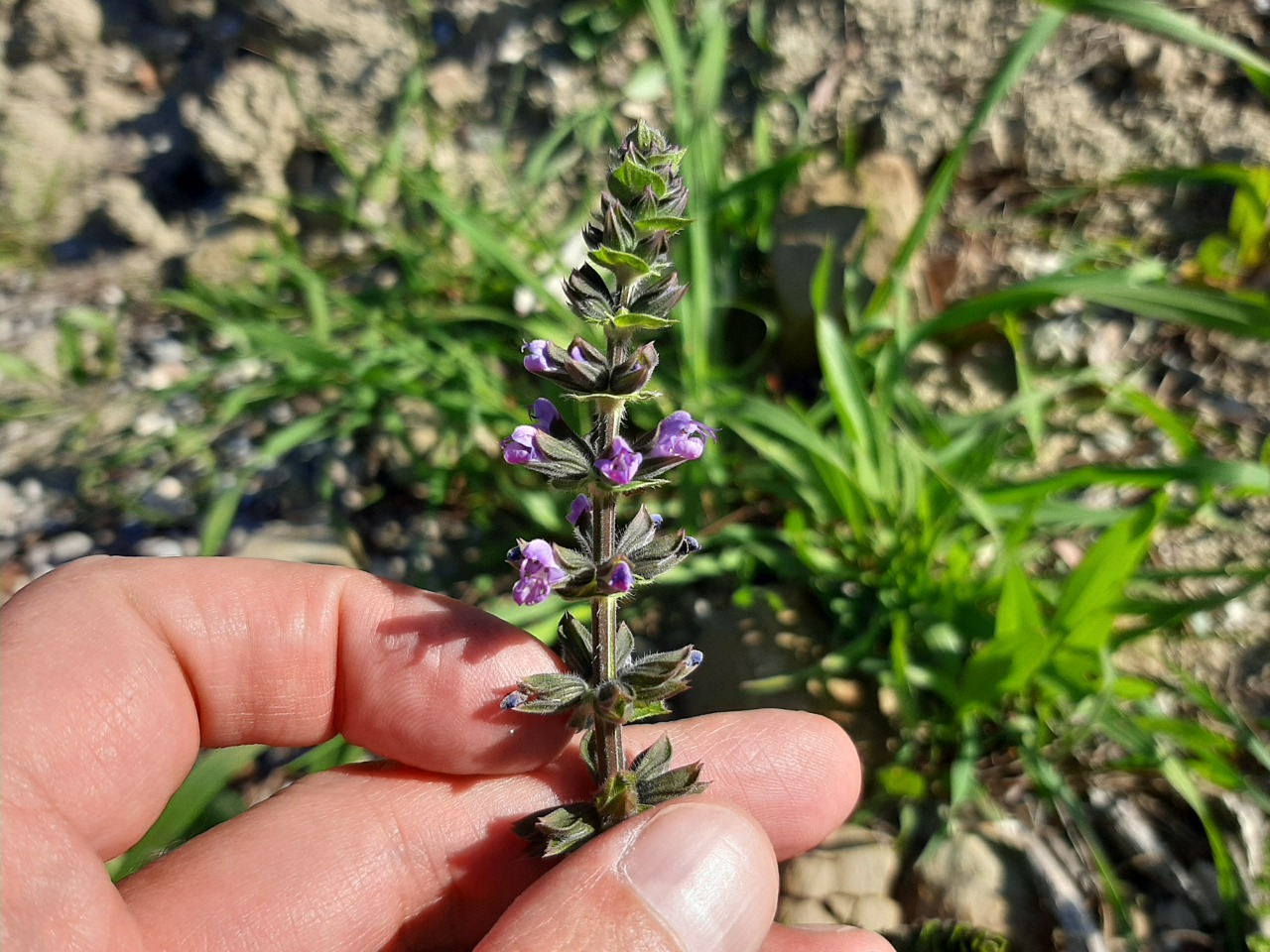 Salvia verbenaca