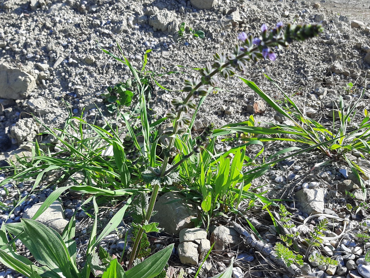 Salvia verbenaca