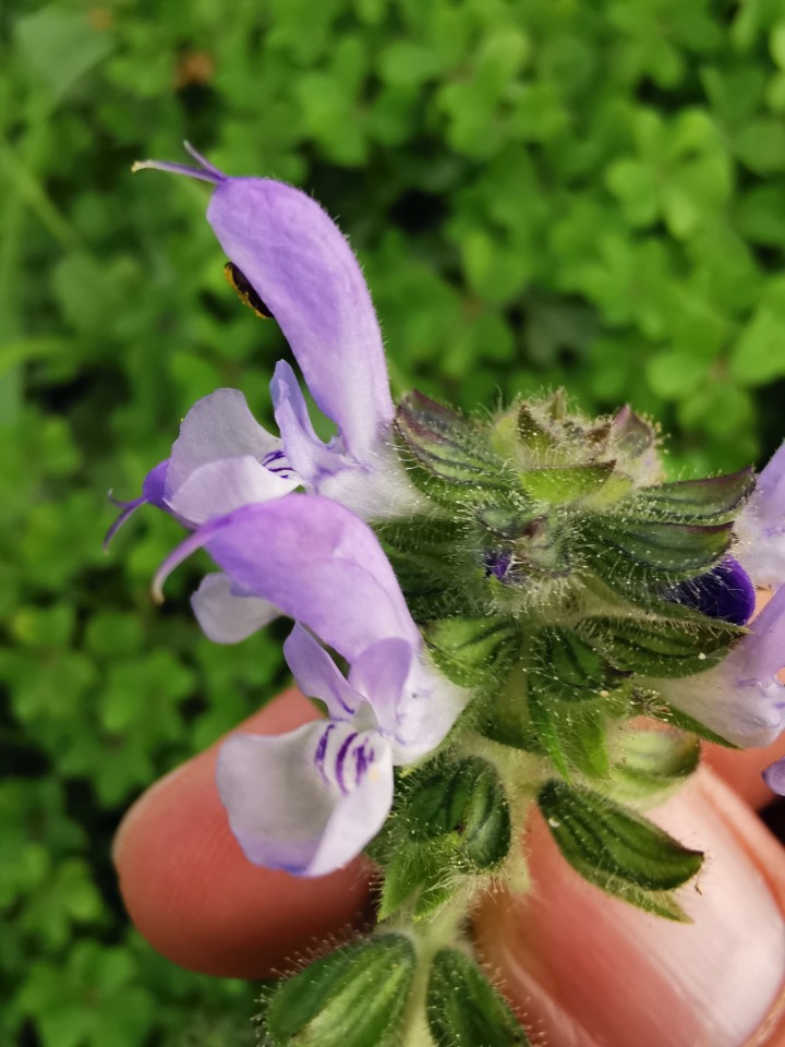 Salvia verbenaca