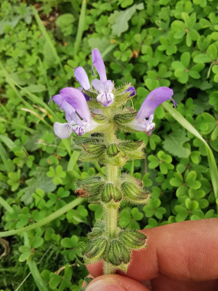 Salvia verbenaca