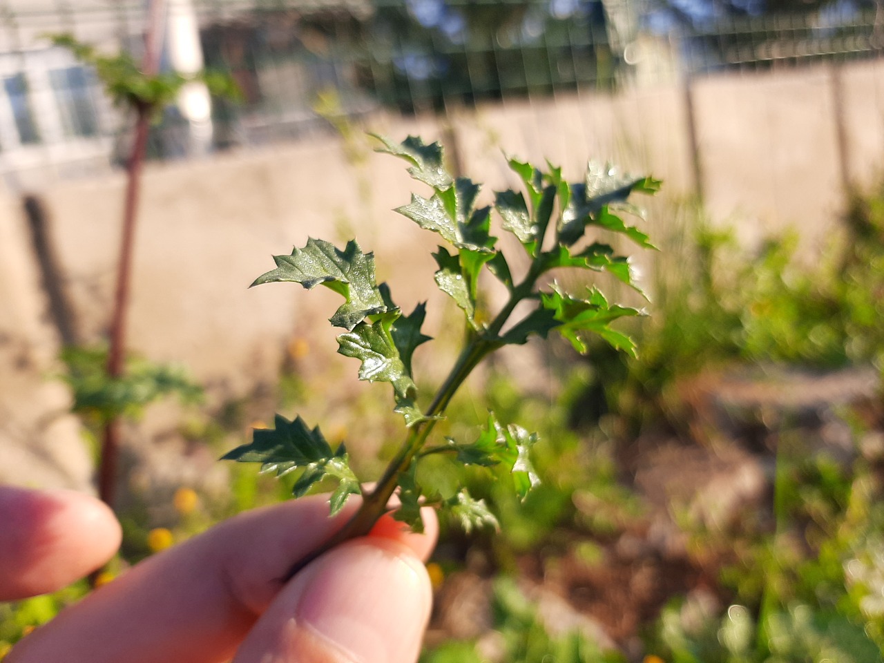 Scrophularia lucida