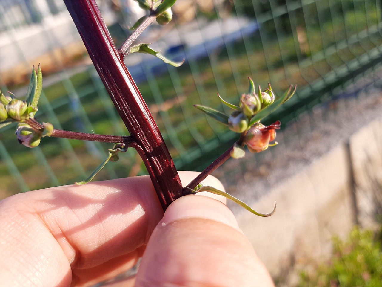 Scrophularia lucida