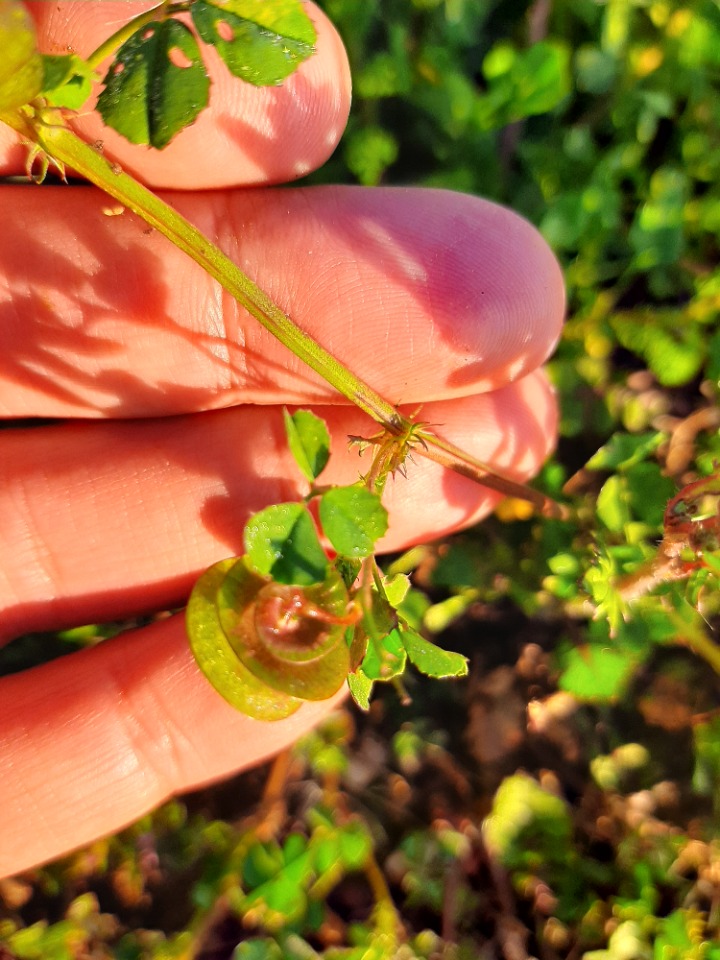 Medicago orbicularis