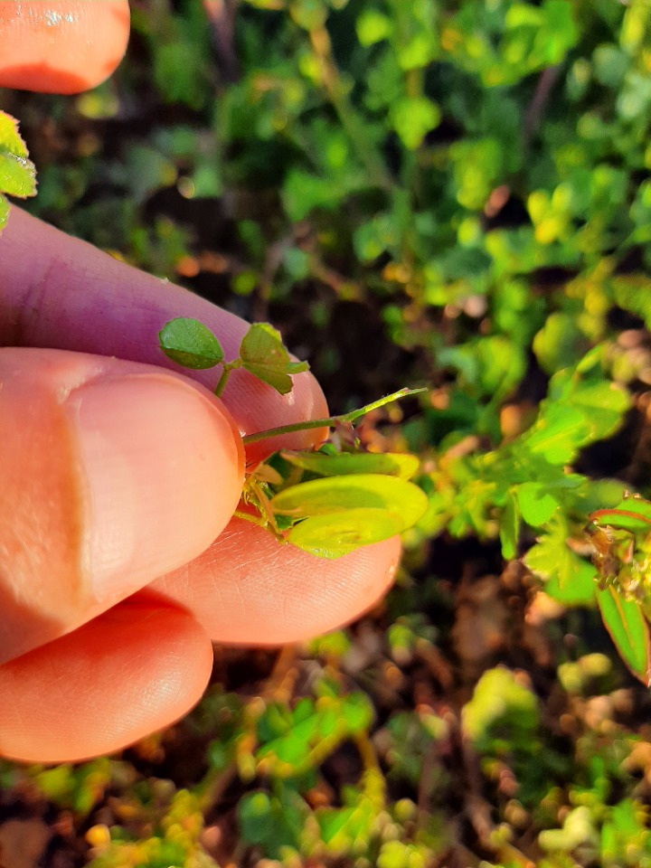 Medicago orbicularis