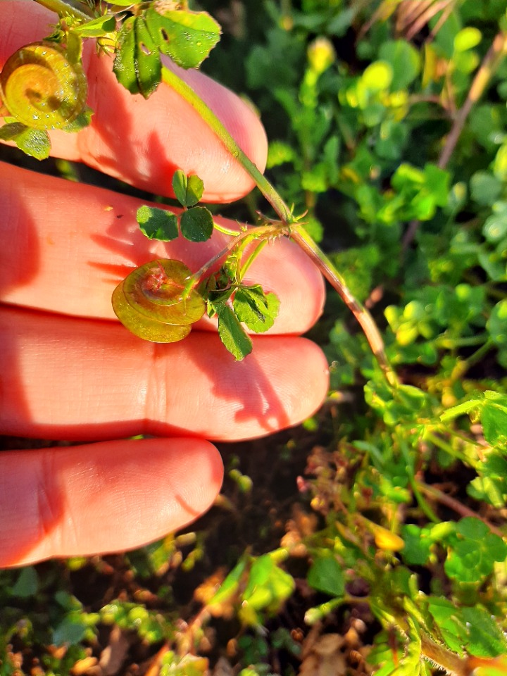 Medicago orbicularis