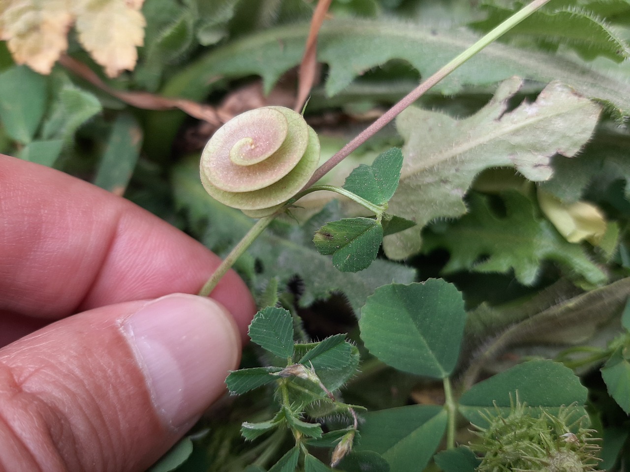 Medicago orbicularis