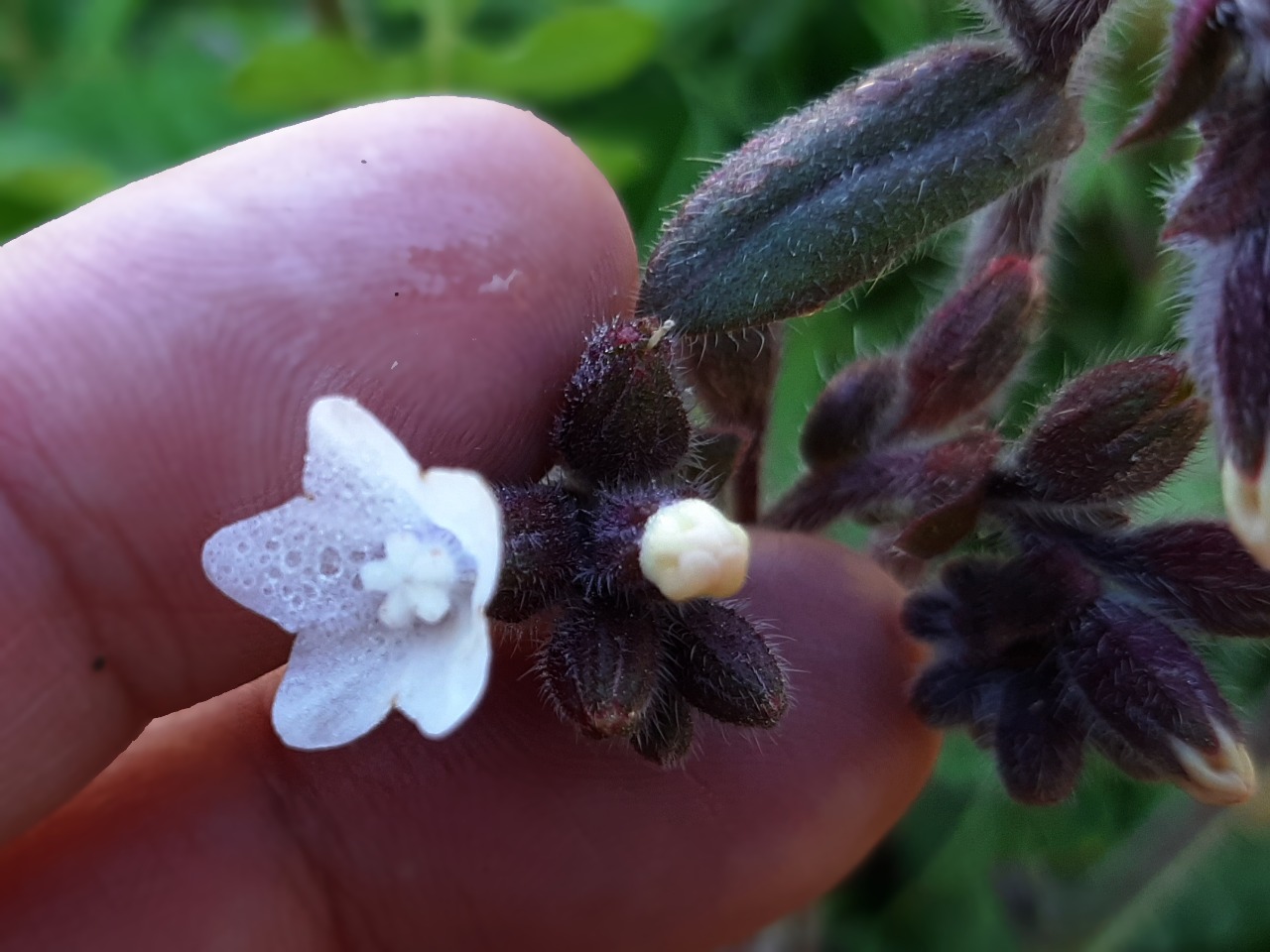 Anchusa hybrida