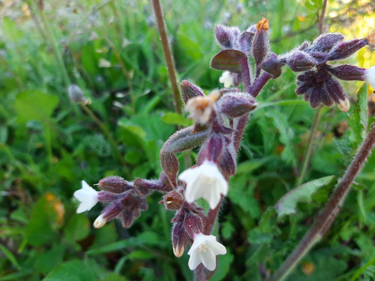 Anchusa hybrida