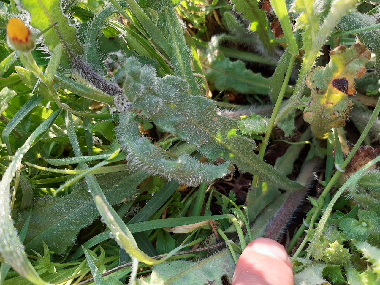 Anchusa hybrida