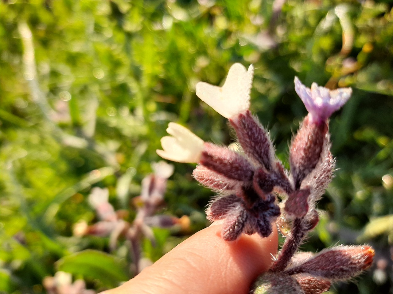 Anchusa hybrida