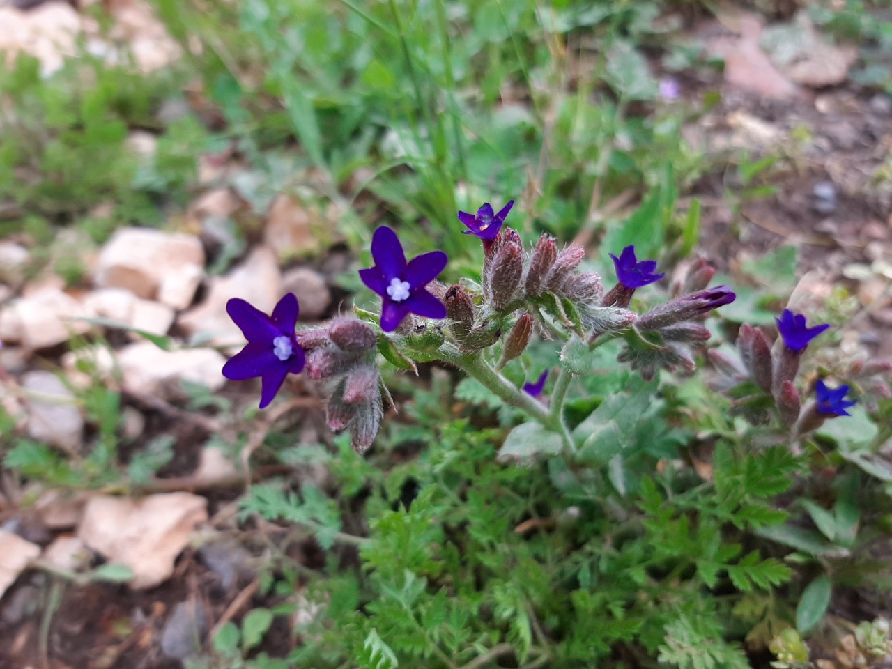 Anchusa hybrida