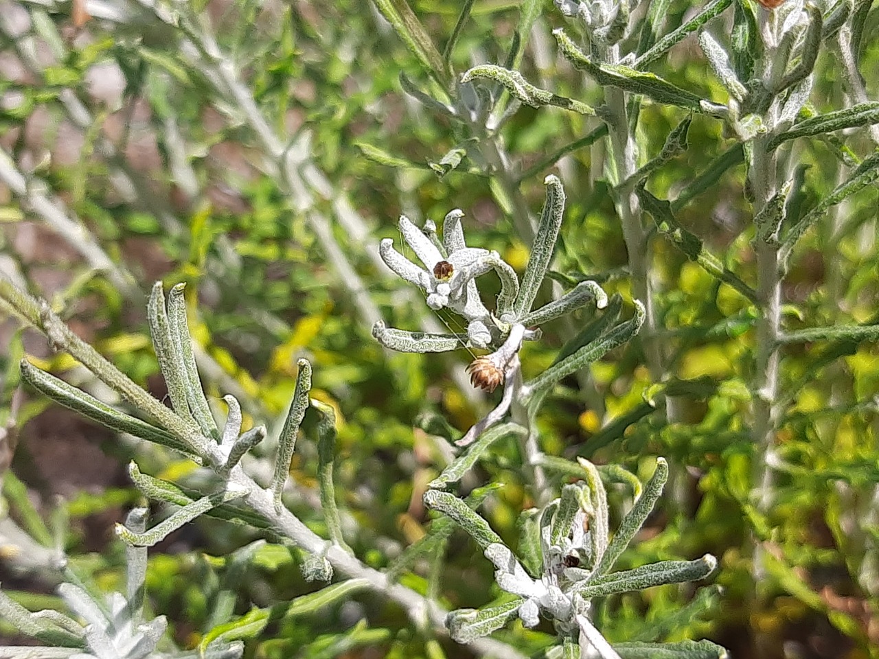 Phagnalon graecum