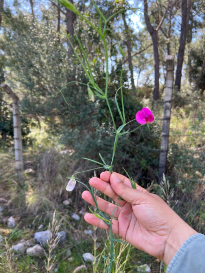 Lathyrus stenophyllus