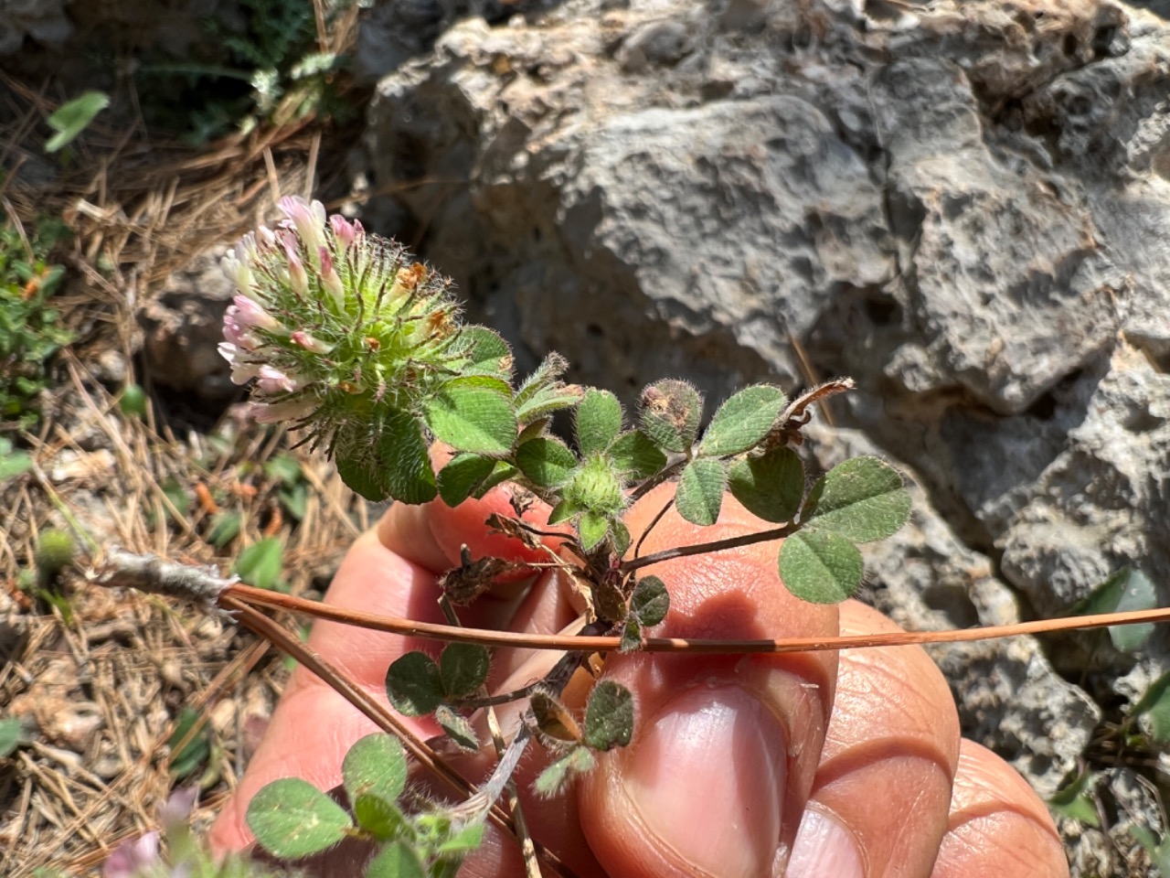 Trifolium lappaceum