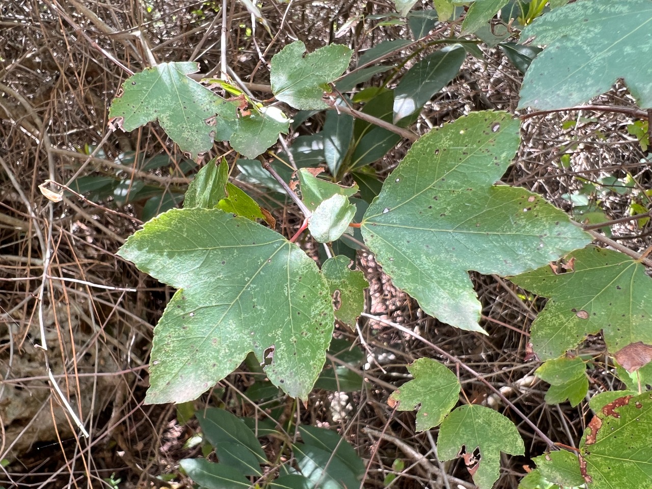 Acer sempervirens