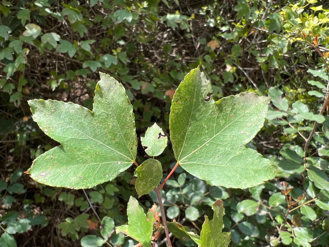 Acer sempervirens