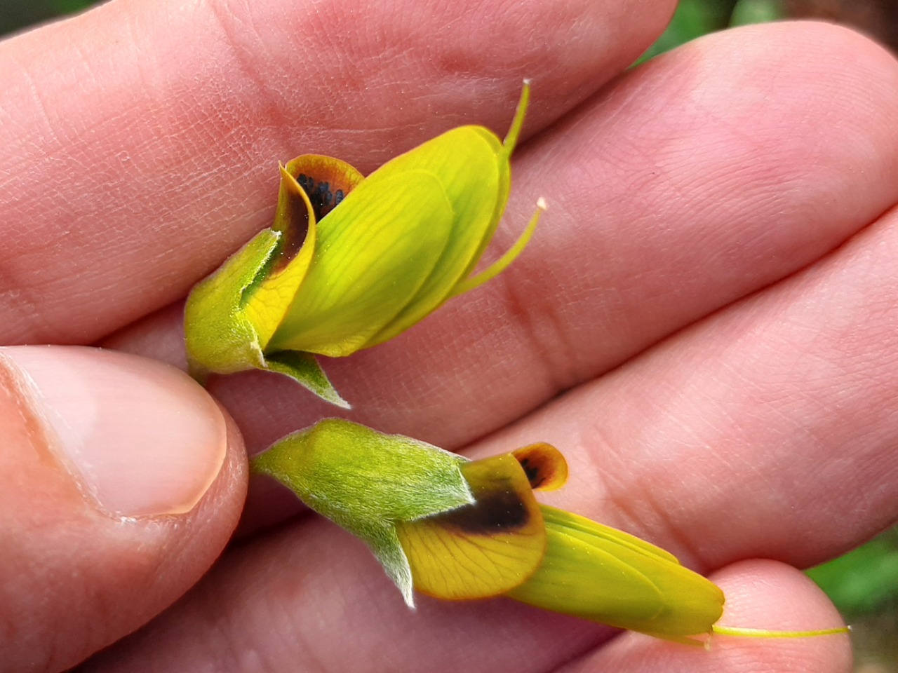 Anagyris foetida