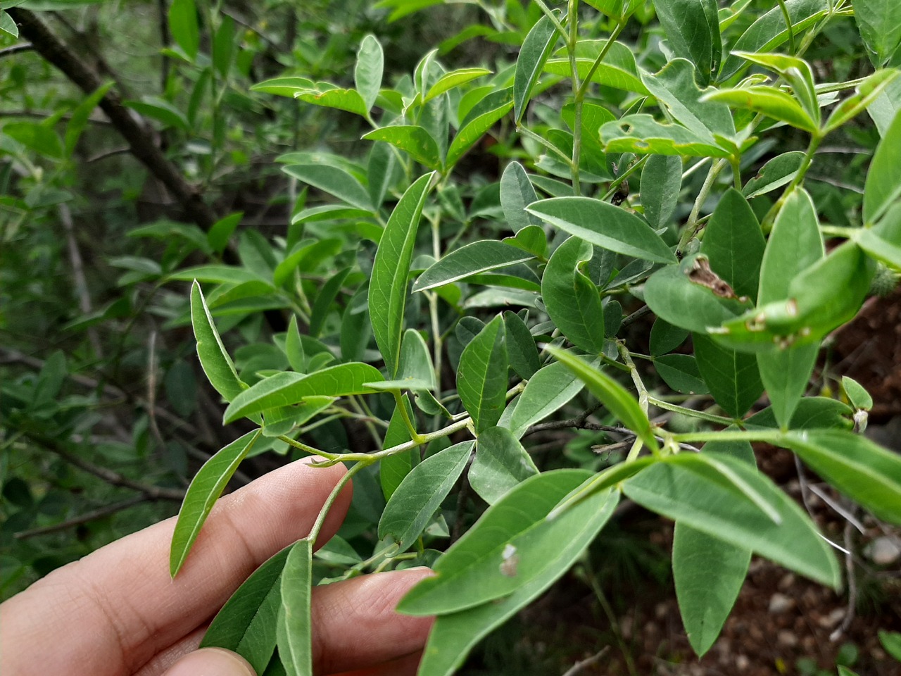 Anagyris foetida