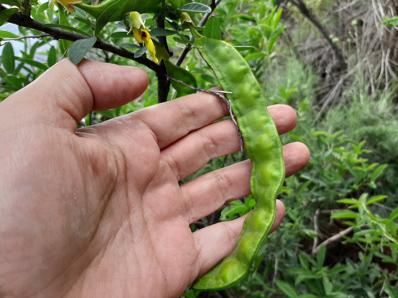 Anagyris foetida