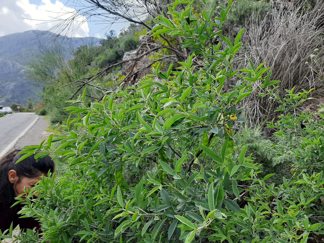 Anagyris foetida